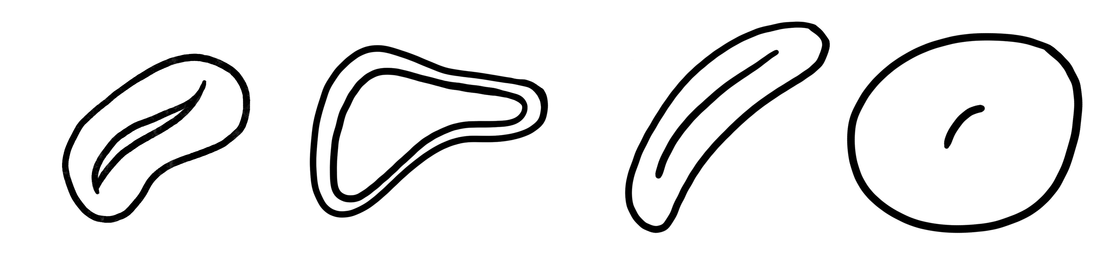 cross-sections view of mature cotton fibre